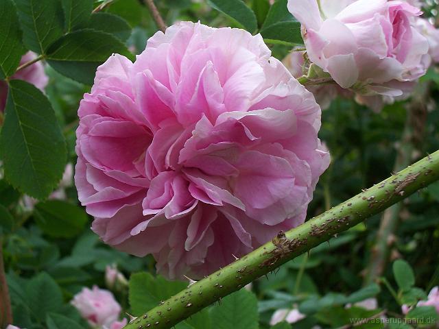 Damask rose